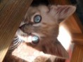 /album/galeria-de-fotos1/gato-jpg/