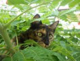 /album/galeria-de-fotos1/gato2-jpg/
